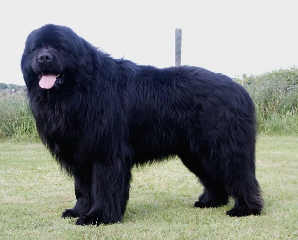 giant black fluffy dog