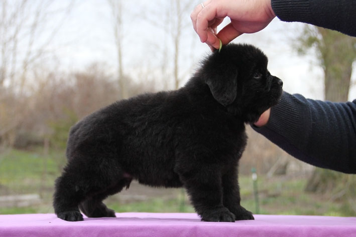 Black Little Newfoundland Puppy