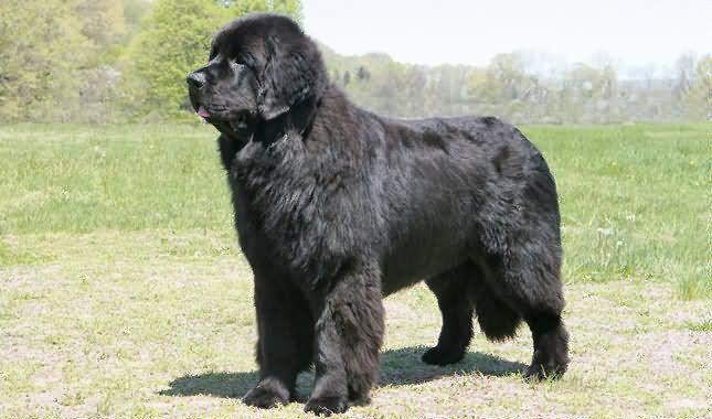 Black Newfoundland Dog Picture