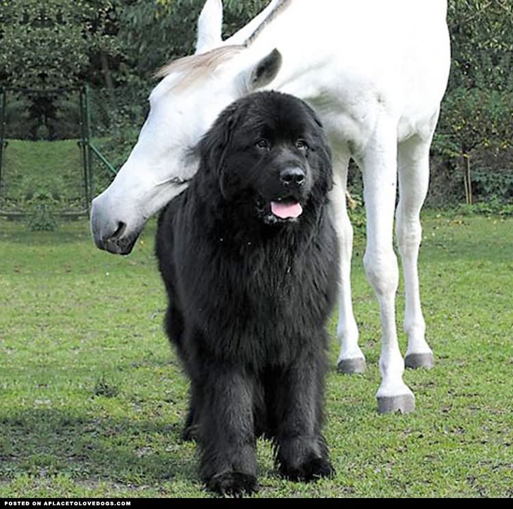 Black Newfoundland Dog With Pony