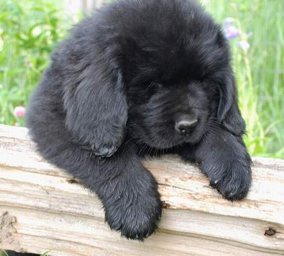 Black Newfoundland Puppy Picture