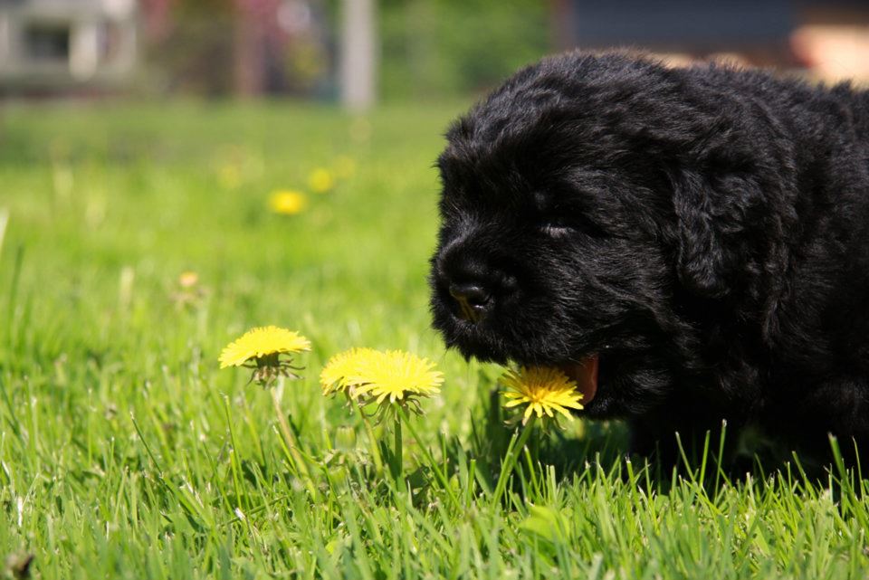 Black Newfoundland Puppy Smelling Flower