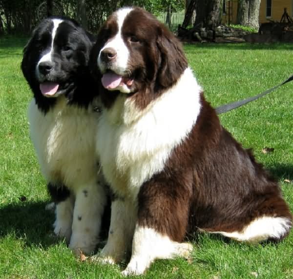 Brown And Black Two Newfoundland Dogs Sitting