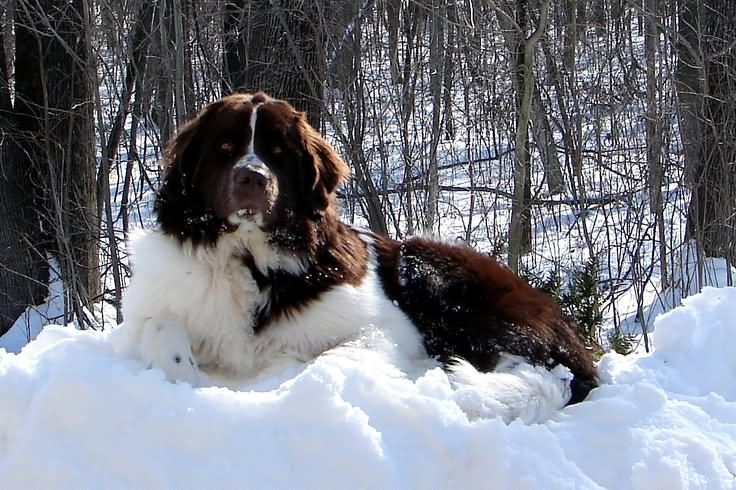 Brown And White Full Grown Newfoundland Dog Sitting On Snow