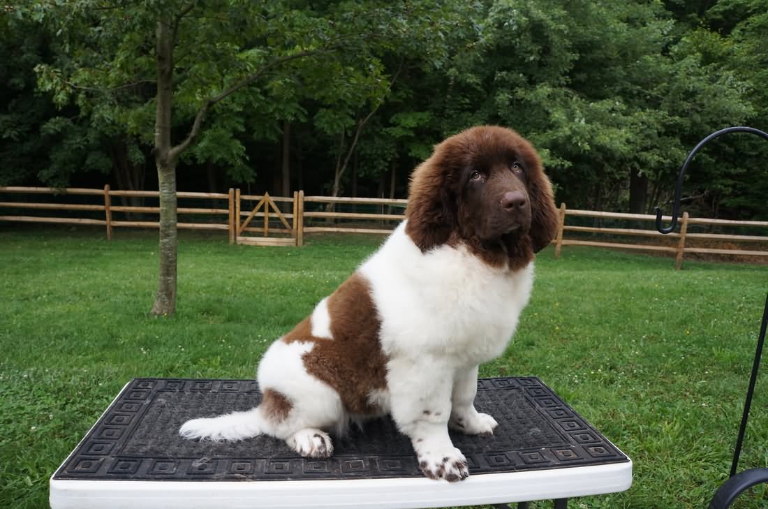 Brown And White Newfoundland Dog Sitting On Table In Garden