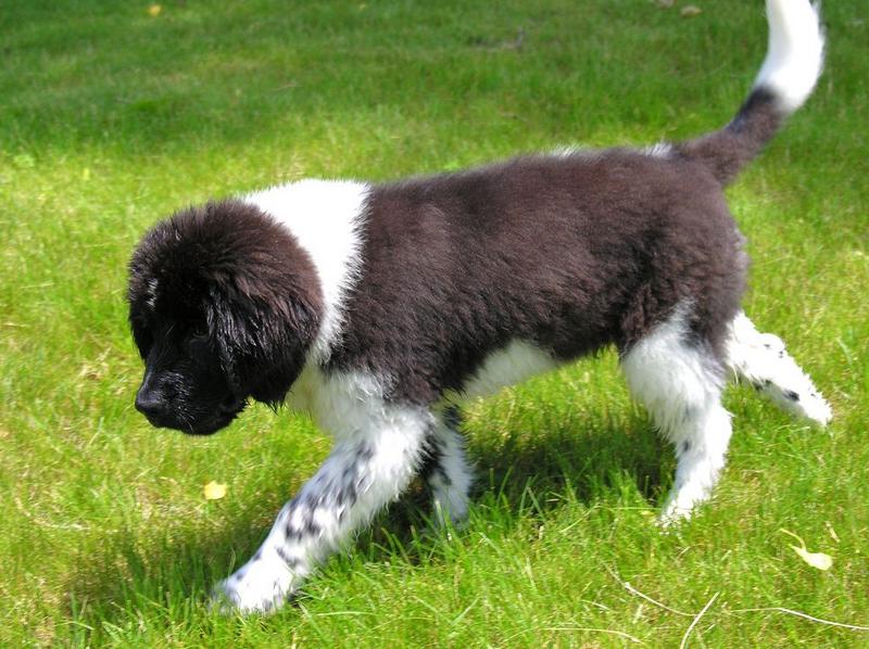 Brown And White Newfoundland Puppy Walking