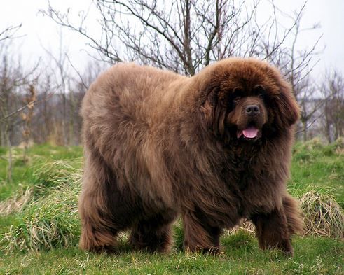 Brown Giant Newfoundland Dog