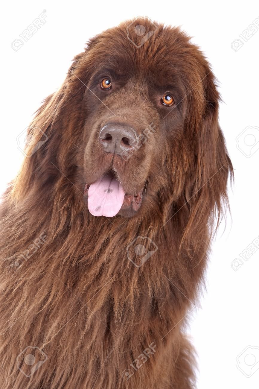 Brown Long Hair Newfoundland Dog Face
