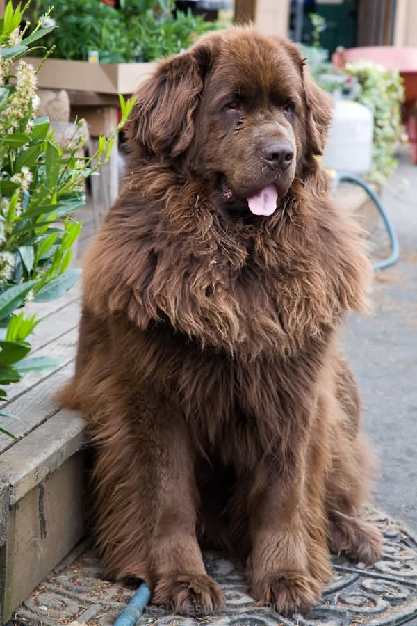 Brown Long Hair Newfoundland Dog Sitting