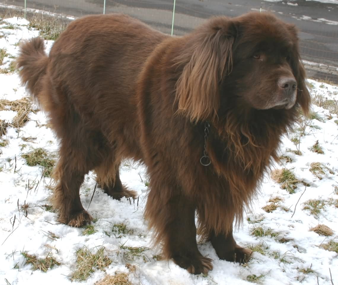 Brown Long Hair Newfoundland Dog