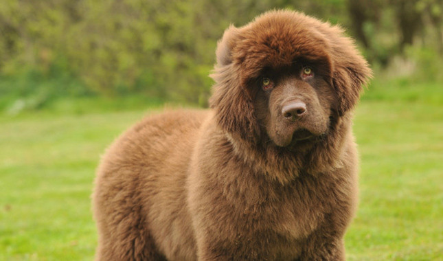 Brown Long Hair Newfoundland Dog