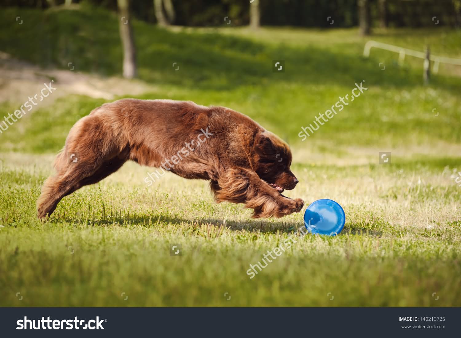 Brown Newfoundland Dog Catching The Frisbee Disk