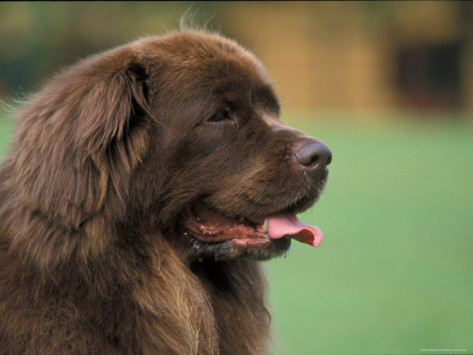 Brown Newfoundland Dog Face Picture
