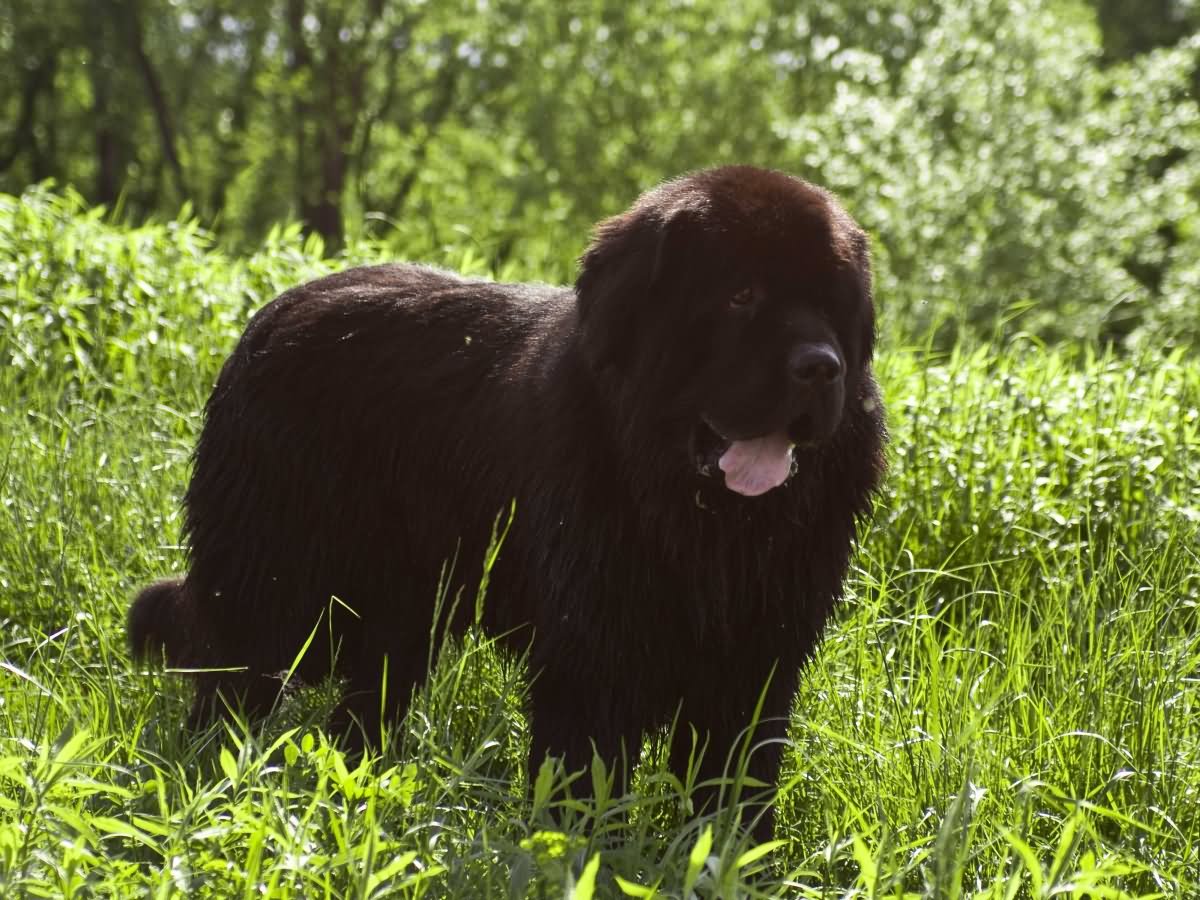 Brown Newfoundland Dog Outside Picture