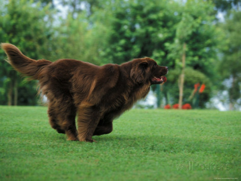 Brown Newfoundland Dog Running Picture