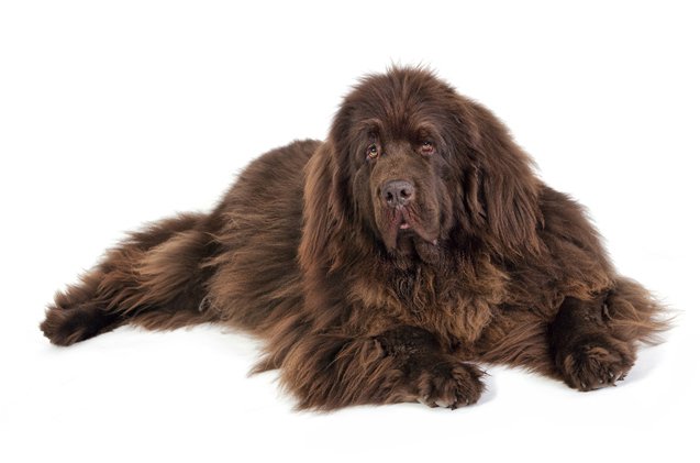 Brown Newfoundland Dog Sitting Picture