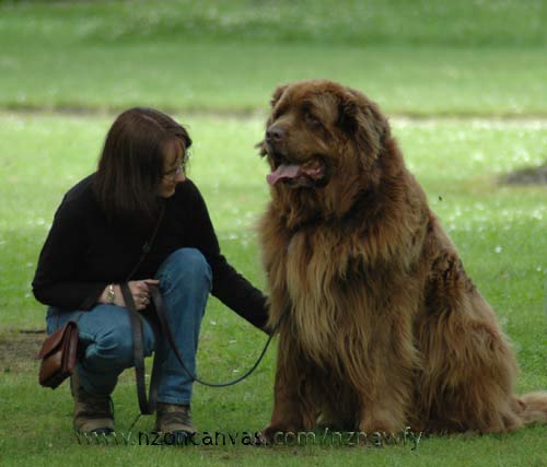 Brown Newfoundland Dog With Girl Picture