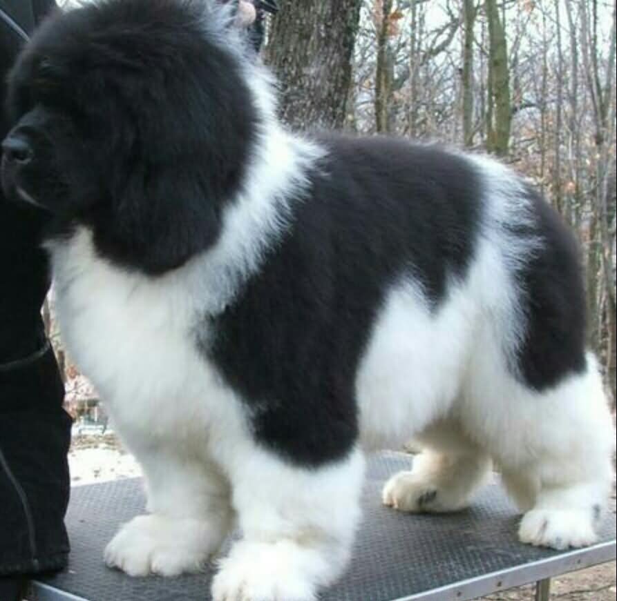 Cute Black And White Newfoundland Puppy