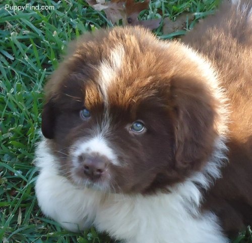 Cute Brown And White Newfoundland Puppy