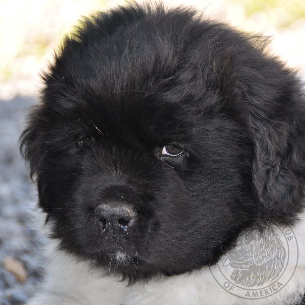 Cute Little Black Newfoundland Puppy Face