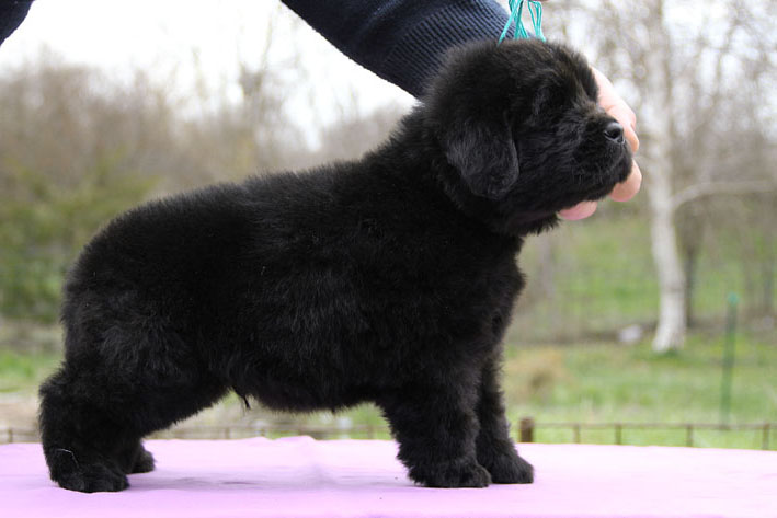 Cute Little Black Newfoundland Puppy
