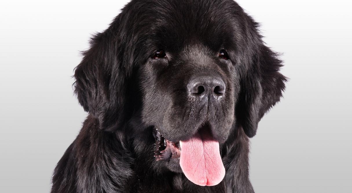 Cute Newfoundland Dog Puppy Tongue Out