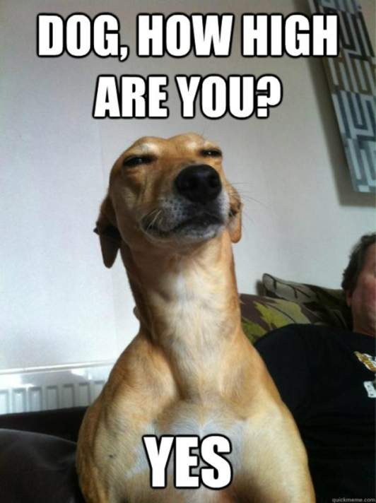 Dog How High Are You Funny Pet Meme Picture