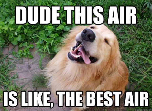 Dude This Air Is Like The Best Air Funny Pet Meme Picture