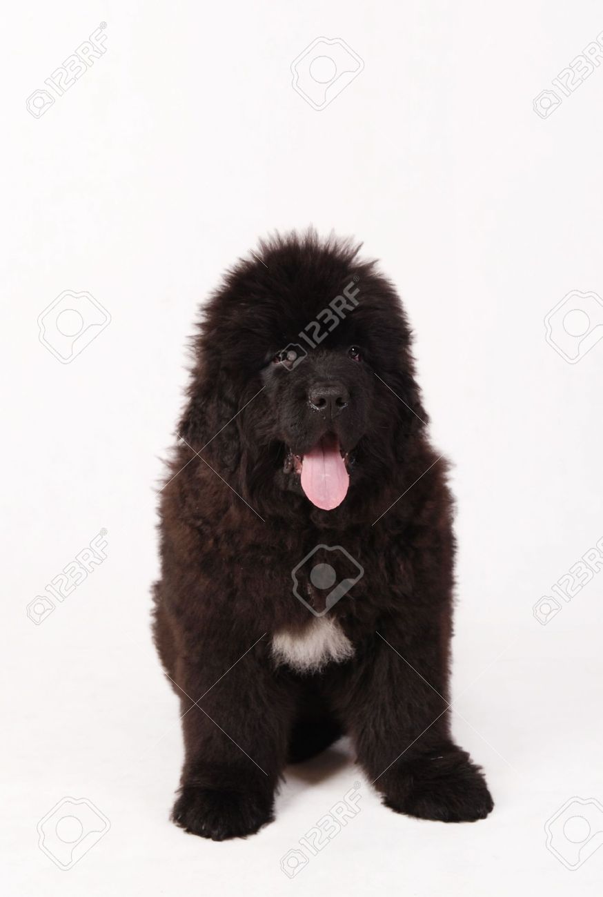 Fluffy Black Newfoundland Puppy