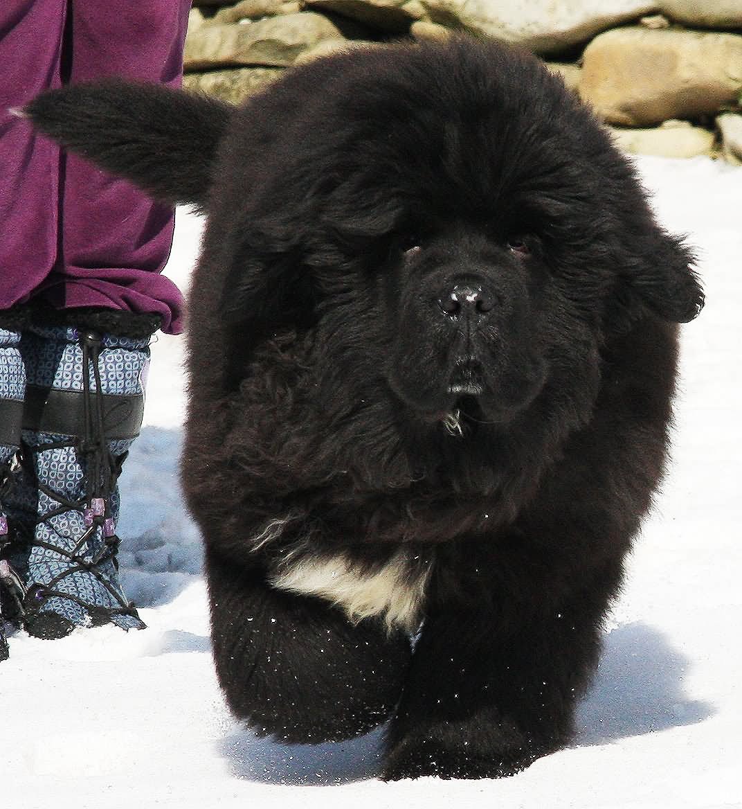 Fluffy Giant Black Newfoundland Dog Walking On Snow