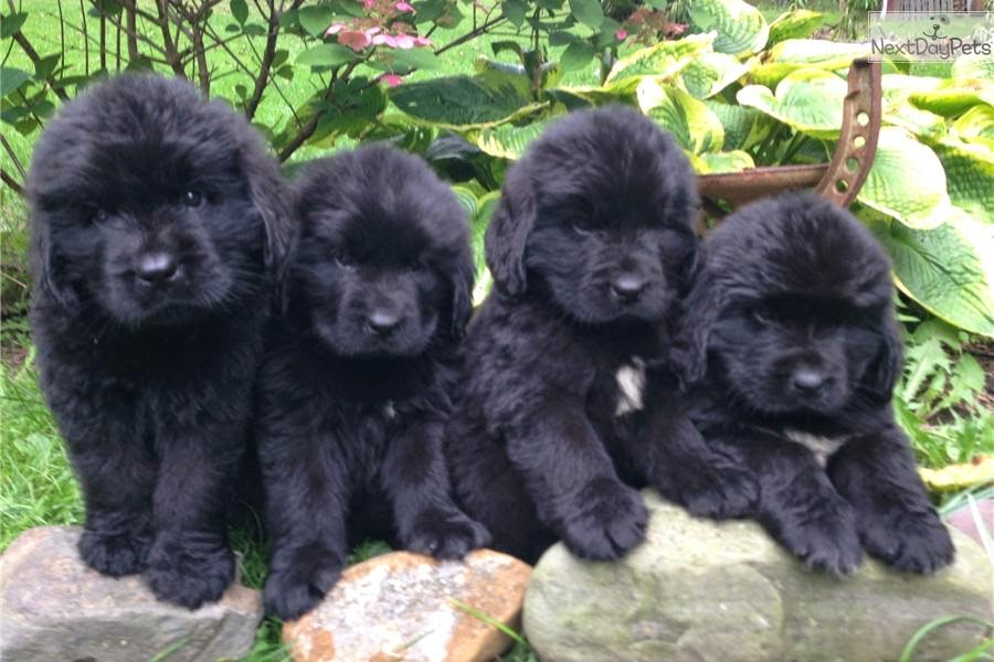 Four Cute Newfoundland Puppies