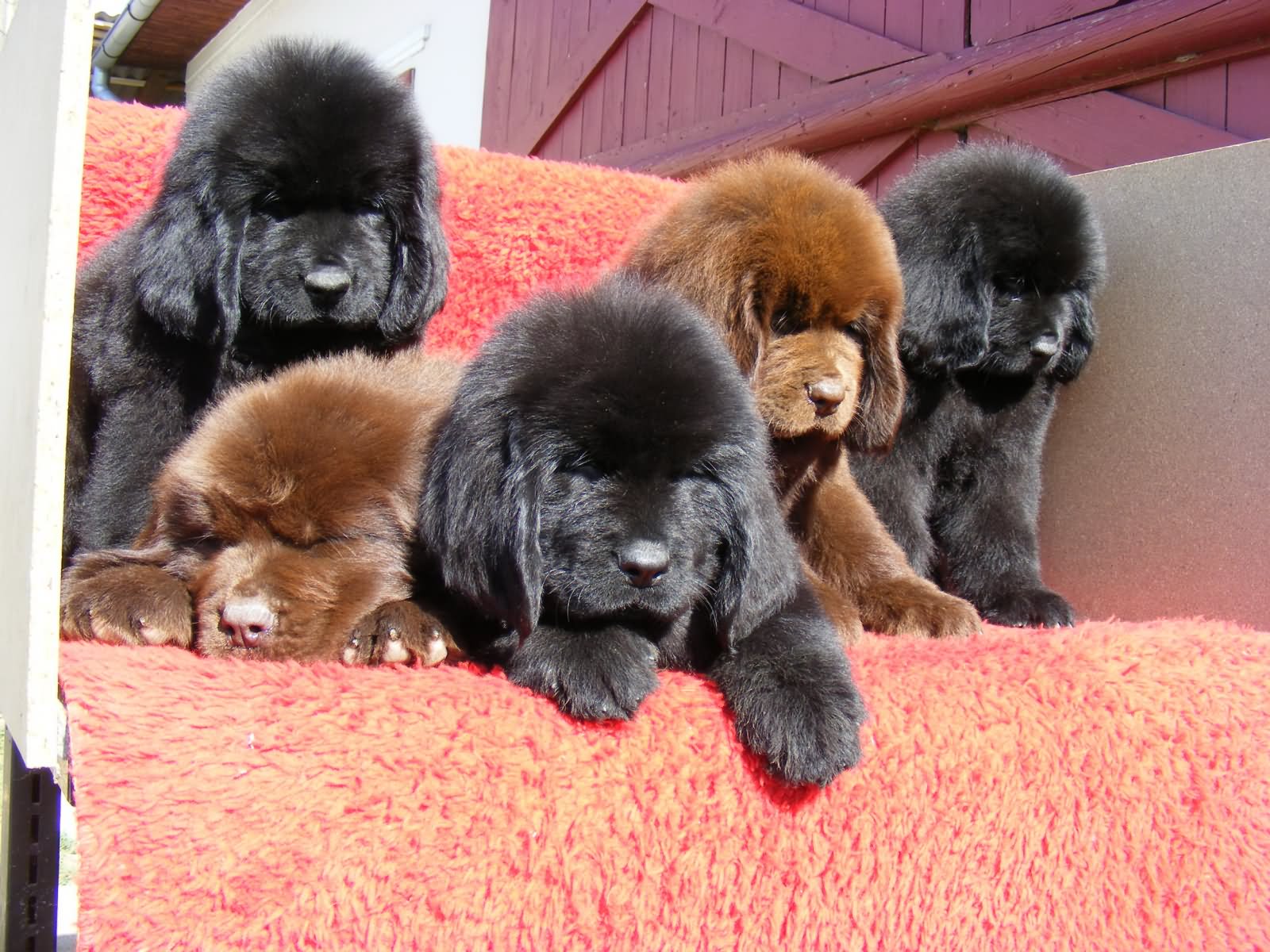 Four Newfoundland Puppies Picture