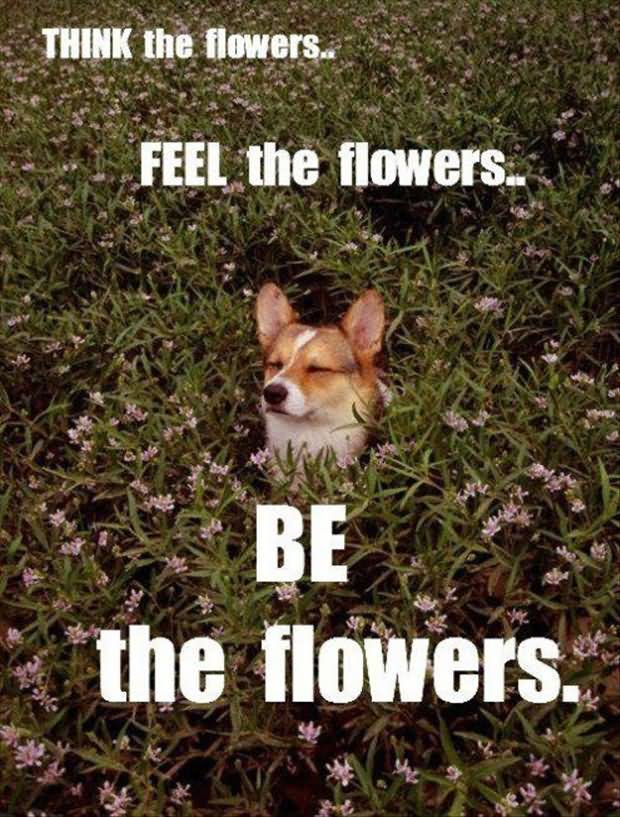 Funny Nature Meme Feel The Flowers Be The Flowers Image