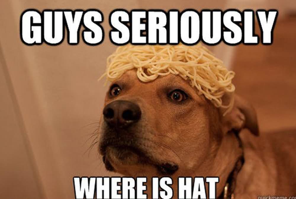 Funny Pet Meme Guys Seriously Where Is Hat Image