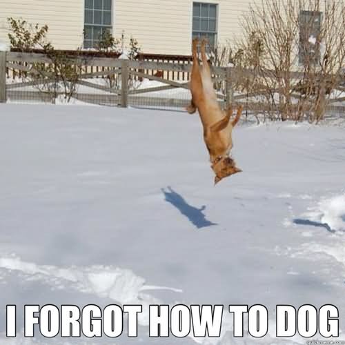 Funny Pet Meme I Forgot How To Dog Picture