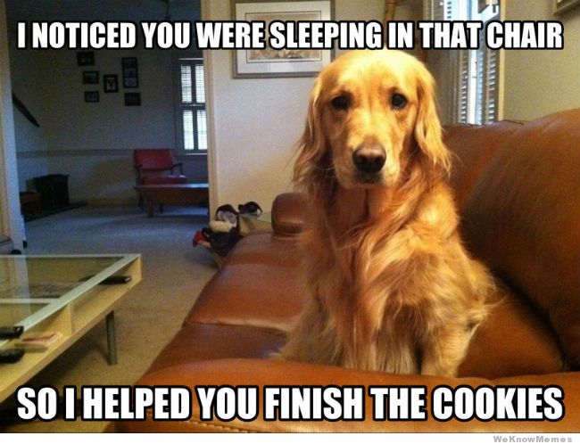 Funny Pet Meme I Noticed You Were Sleeping In That Chair Picture