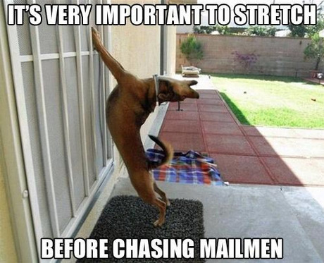Funny Pet Meme It's Very Important To Stretch Picture