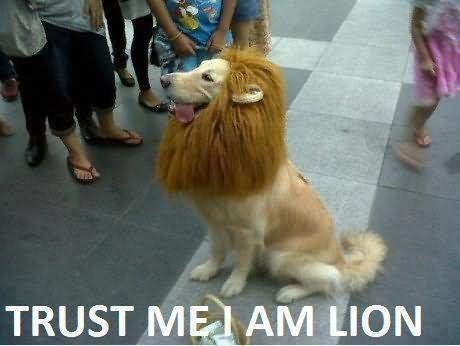 Funny Pet Meme Trust Me I Am Lion Picture For Facebook