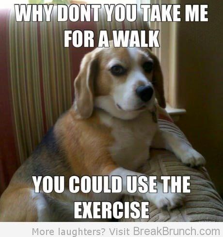 Funny Pet Meme Why Dont You Take Me For A Walk Image