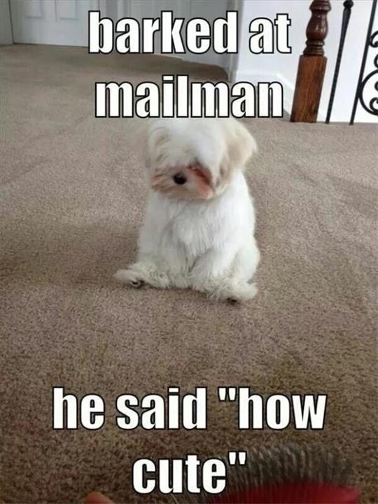 Funny Pet Meme Barked At Mailman He Said How Cute Picture
