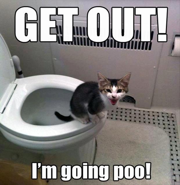 Get Out I Am Going Poo Funny Pet Meme Image