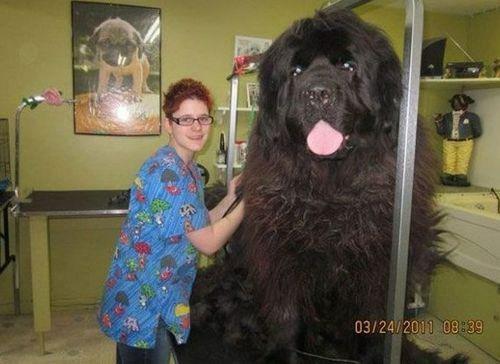 Giant Newfoundland Dog