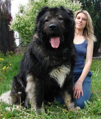 Girl With Giant Newfoundland Dog