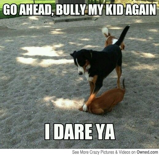 Go-Ahead-Bully-My-Kid-Again-I-Dare-Ya-Funny-Pet-Meme-Image.jpg