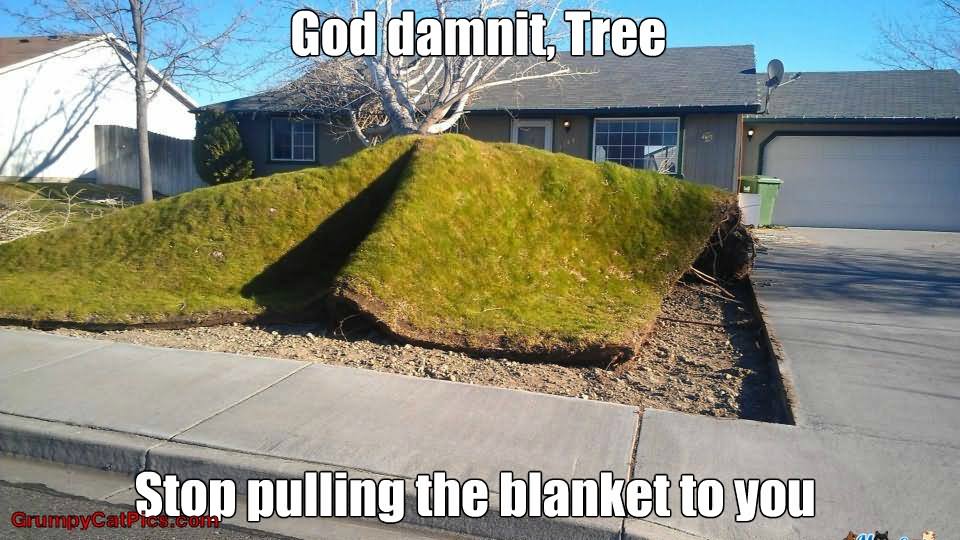 God Damnit Tree Stop Pulling The Blanket To You Funny Nature Meme Image