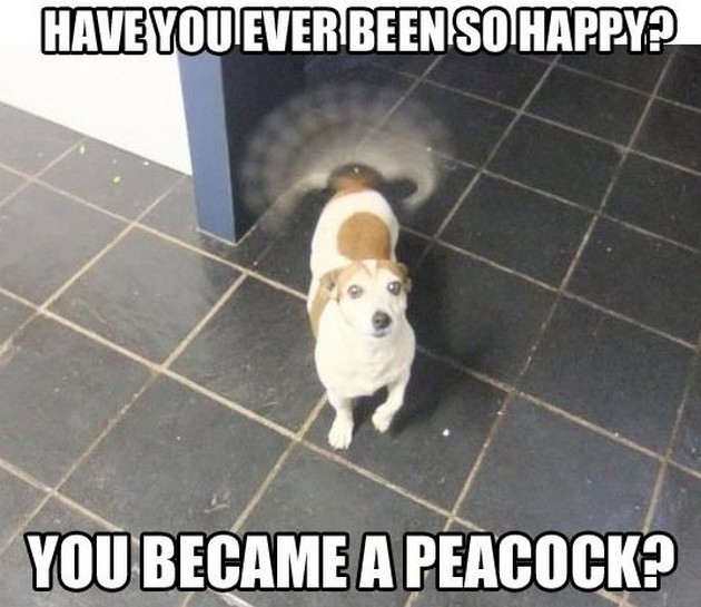 Have You Ever Been So Happy Funny Pet Meme Image