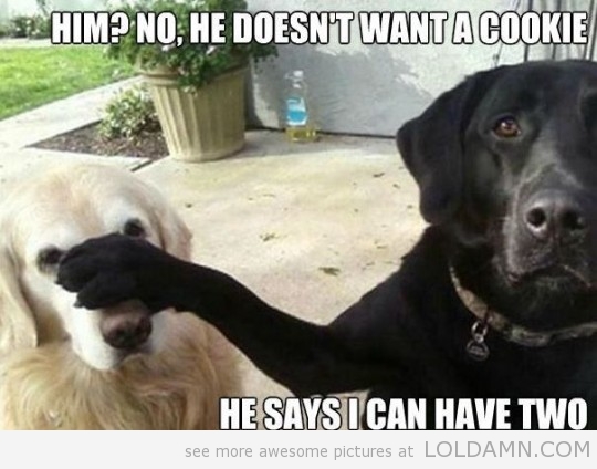 He Doesn't Want A Cookie He Says I Can Have Two Funny Pet Meme Image