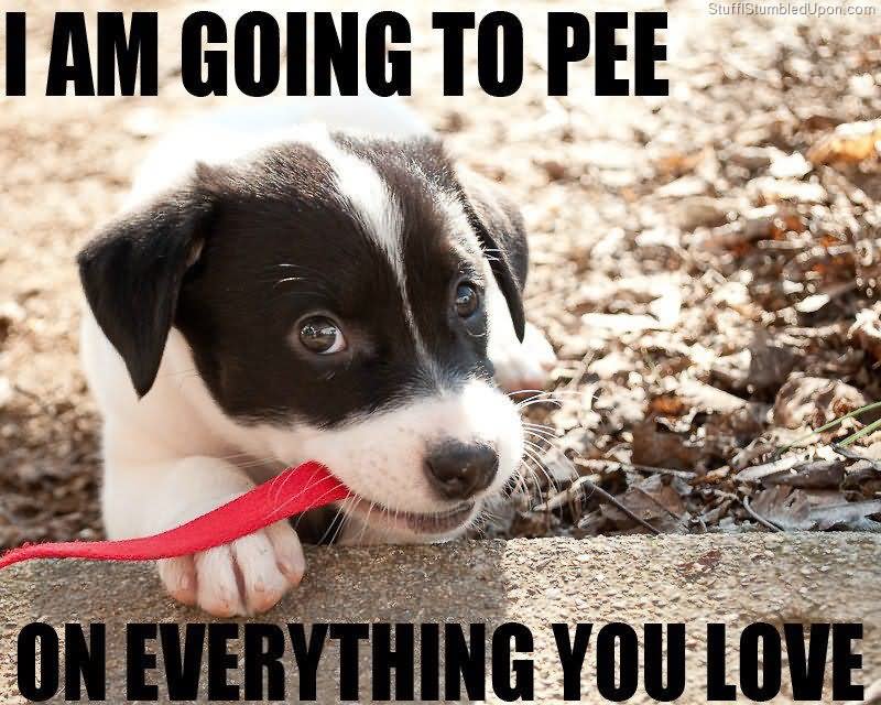 I Am Going To Pee Funny Pet Meme Picture