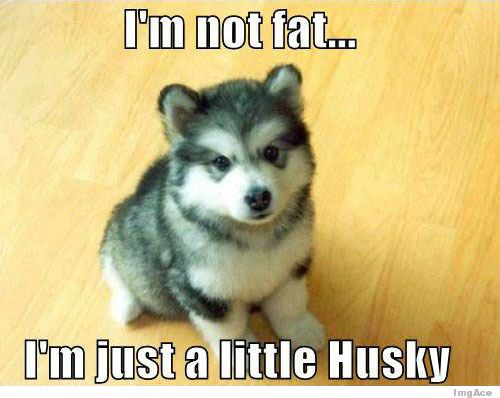 I Am Not Fat I Am Just A Little Husky Funny Pet Meme Picture