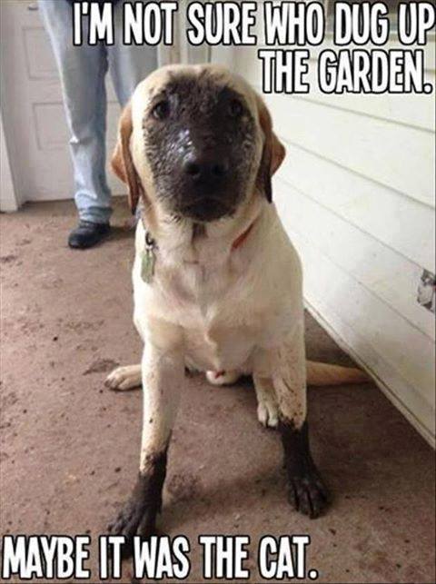 I Am Not Sure Who Dug Up The Garden Funny Pet Meme Picture
